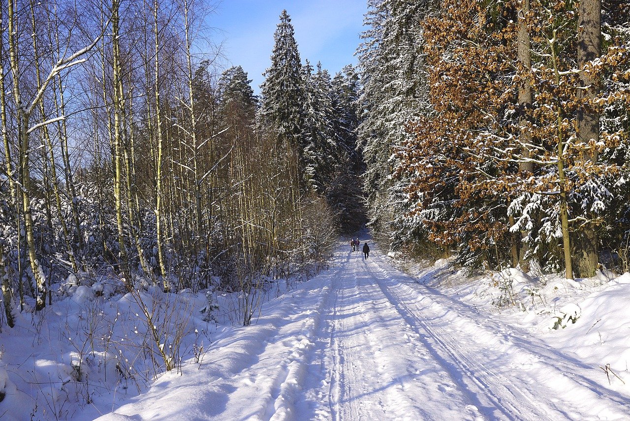 winter, snow, the road in the forest-7691833.jpg