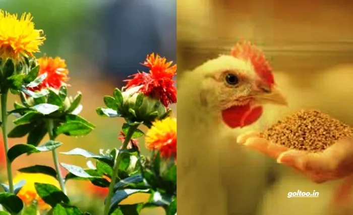 title Poultry Feed Research Poultry Feed Research under supervision of BABU VC Dr D.C. Rai