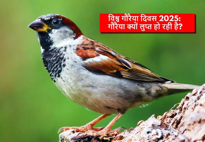 World Sparrow Day 2025