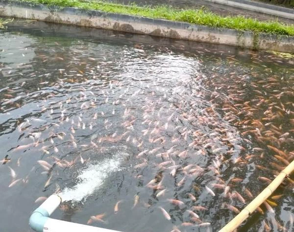 RDS College इंडस्ट्रियल फीस एंड फिशरीज